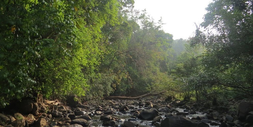 Kottiyoor Reserve Forest, Wayanad, Kerala - Vushii.com Kottiyoor Reserve Forest, Wayanad, Kerala - Vushii.com